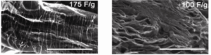 carbon nanotube-graphene composites