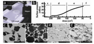 Flexiphene Langmuir-blodgett films